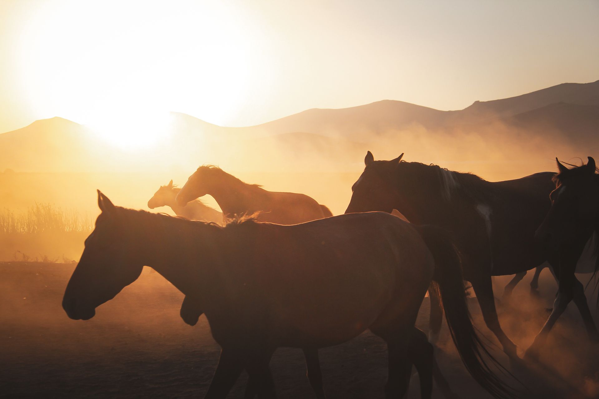 Horses running in the desert at sunset