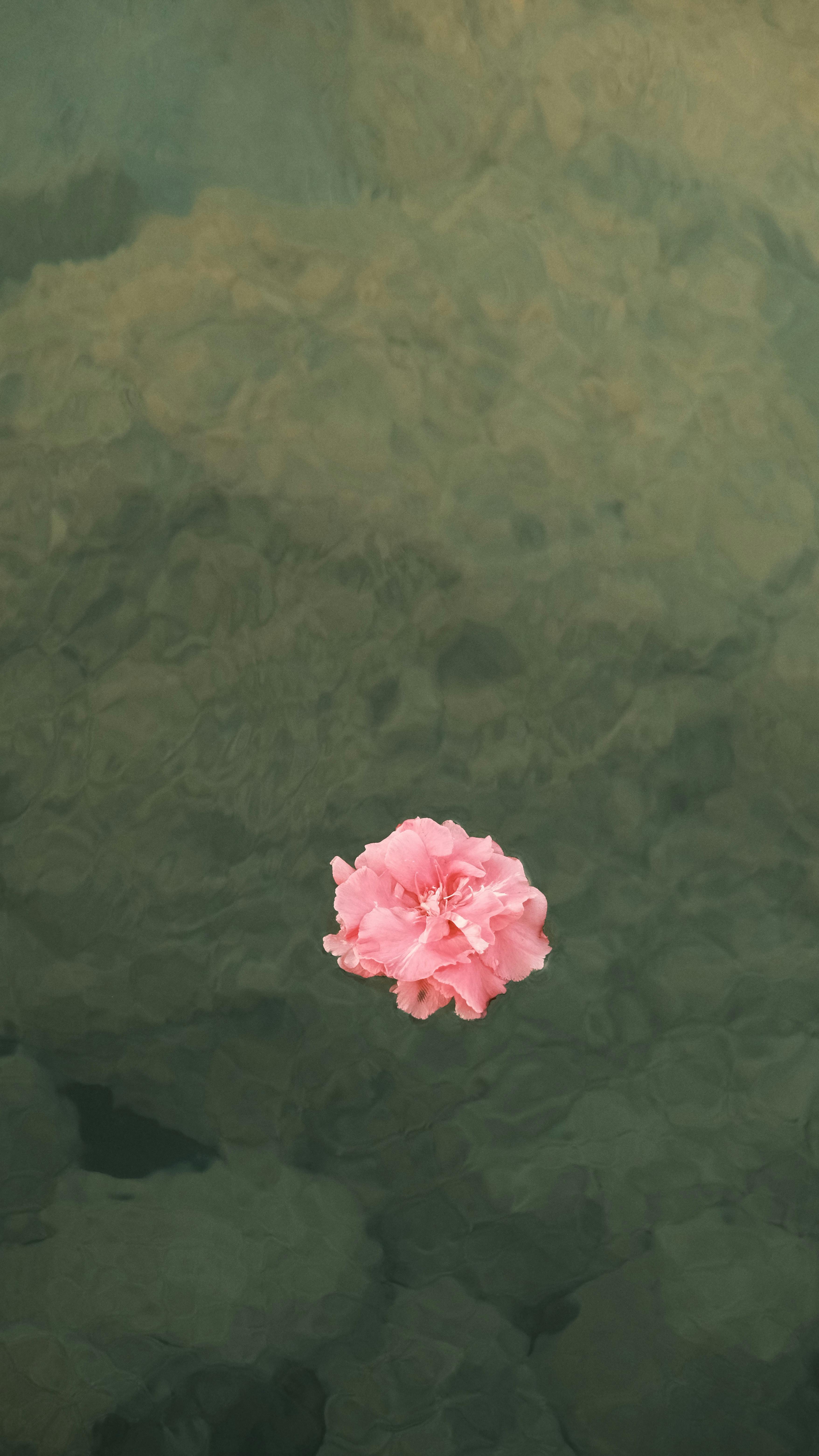 A single pink rose floats peacefully on green water, evoking a sense of tranquility.