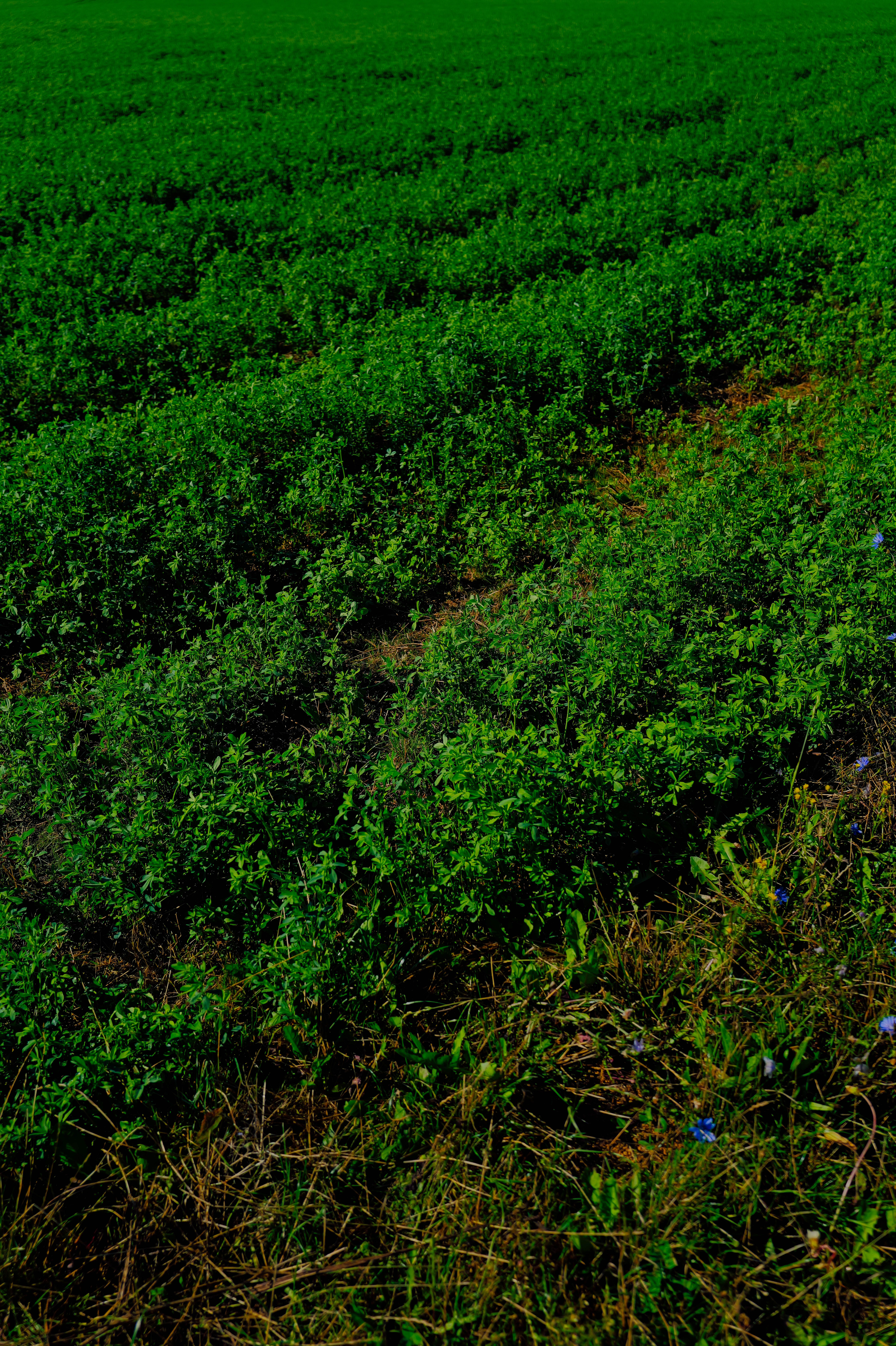 Biofarm insights image
