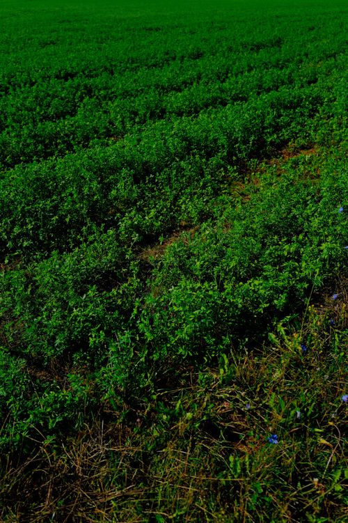 Free Vibrant green crop field showcasing healthy growth against the scenic backdrop of nature. Stock Photo