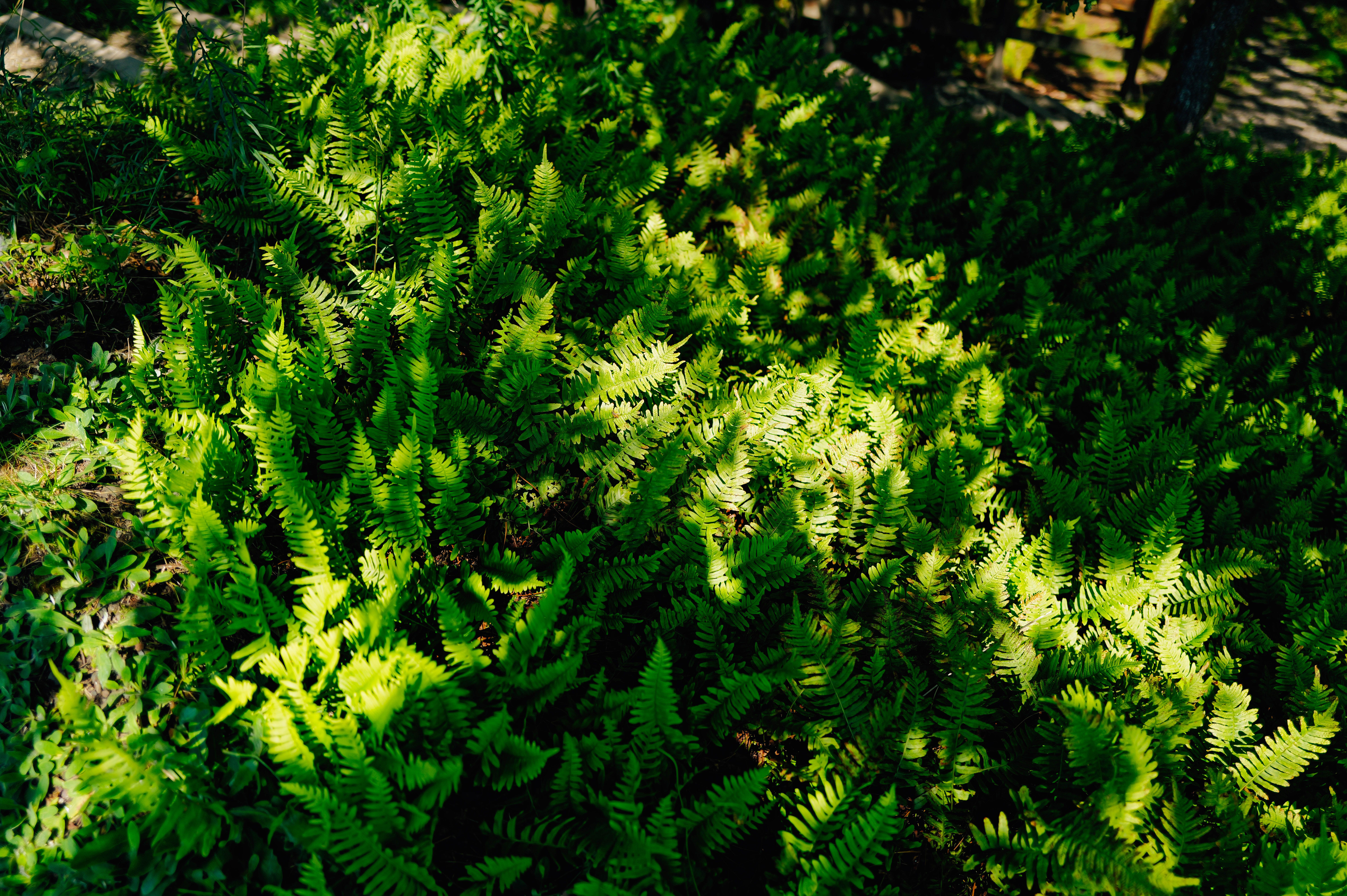 Sunlight reaching a dense patch of green garden ferns