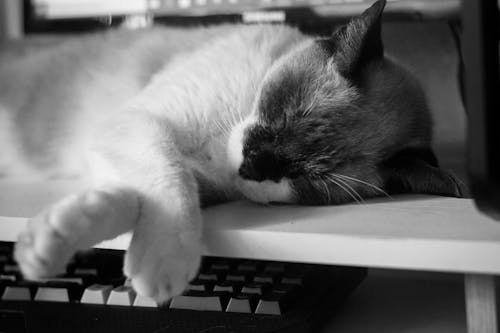 Ilmainen kuvapankkikuva tunnisteilla kissa, lemmikki, nukkua