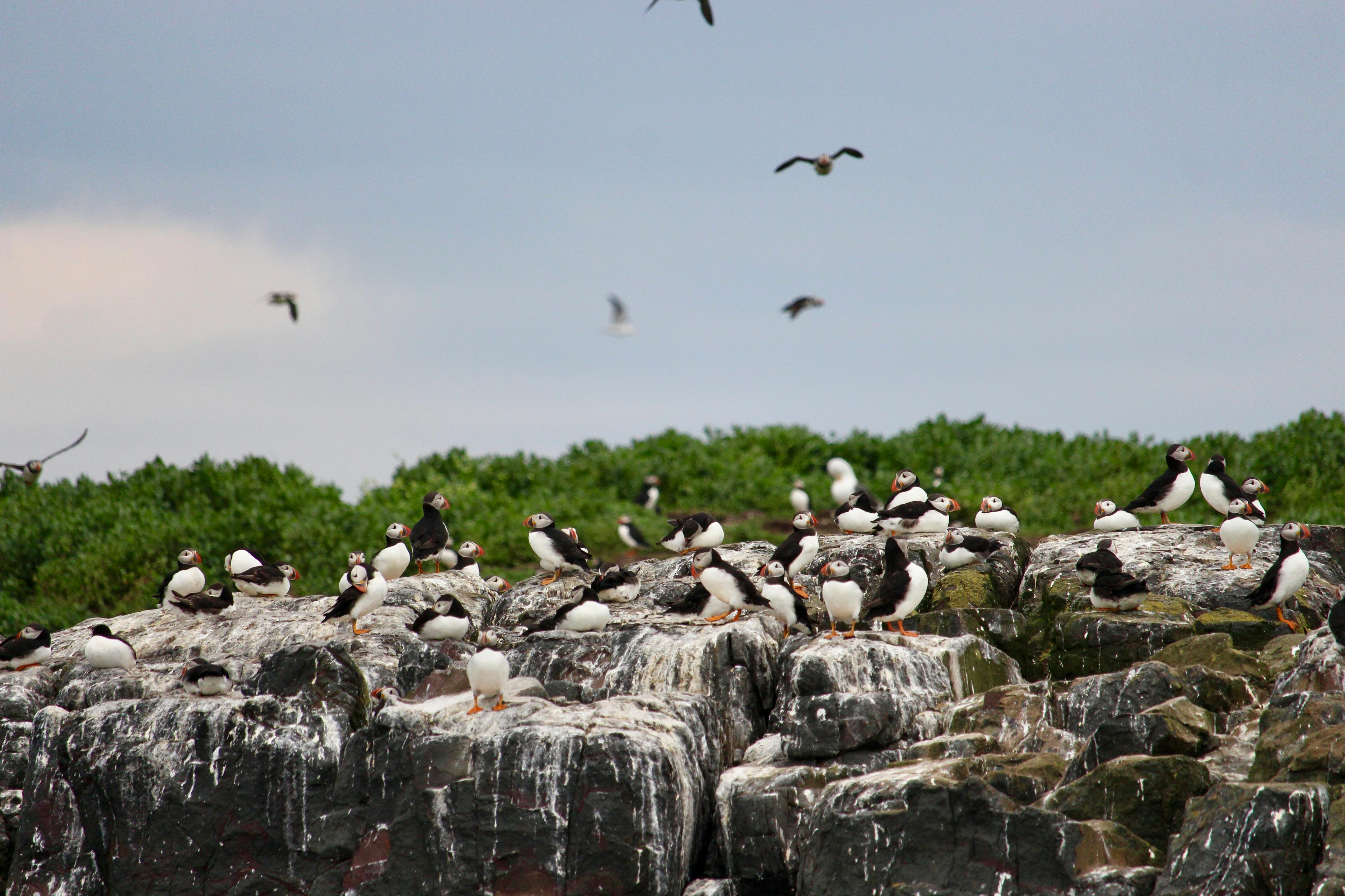 Atlantic Puffin Colony — Faroe Islands