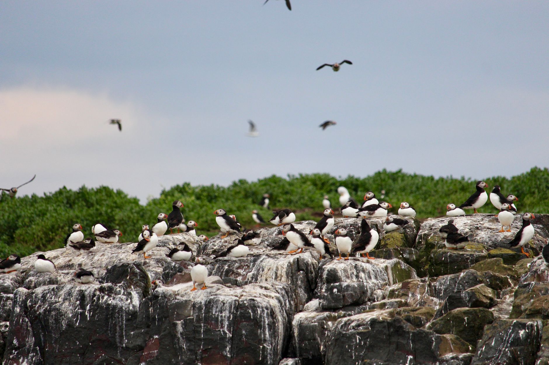 Puffin Colonies on the Farne Islands