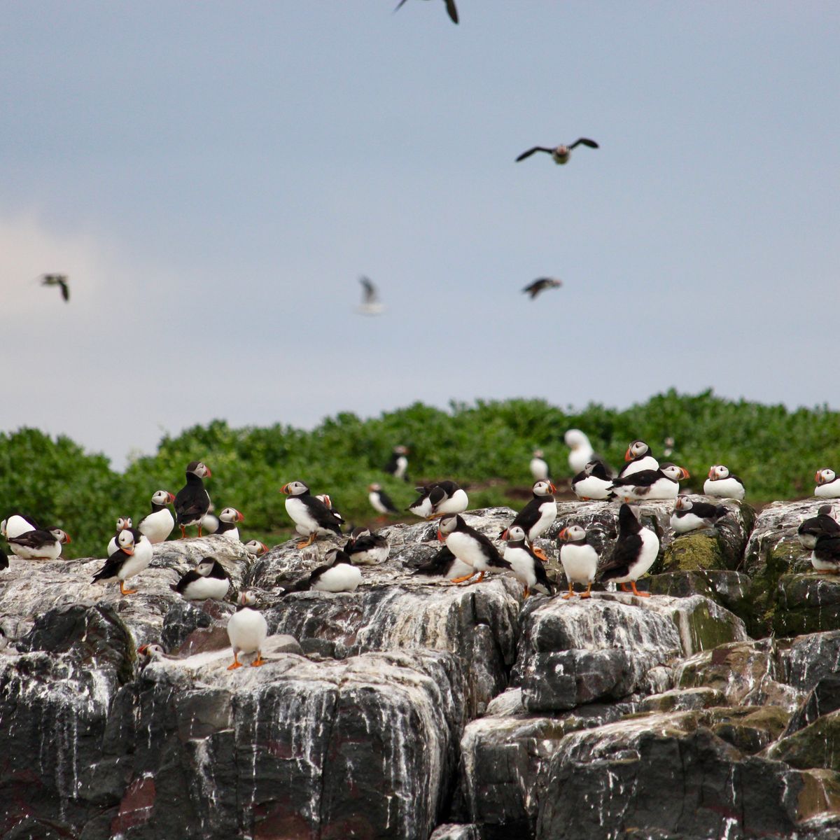 A colony of Atlantic puffins crowded along a rocky sea cliff.