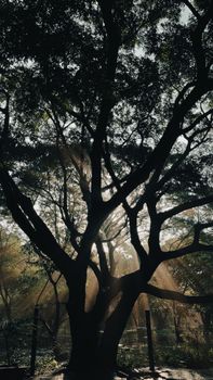 Captivating silhouette of a tree with sunbeams filtering through its branches in a tranquil forest setting.