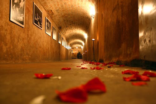 Koridorda Kırmızı çiçek Yaprakları