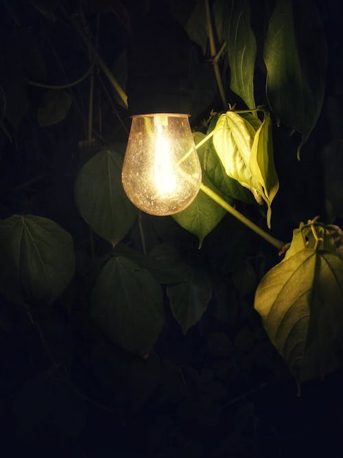Free Shallow Focus Photography of Light Bulb Stock Photo