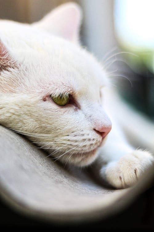 Free Close-Up Photo Of White Cat Stock Photo