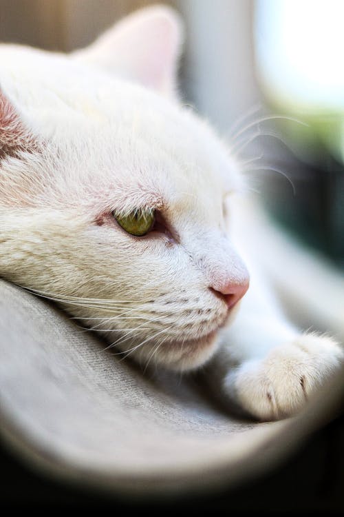 Close-Up Photo Of White Cat