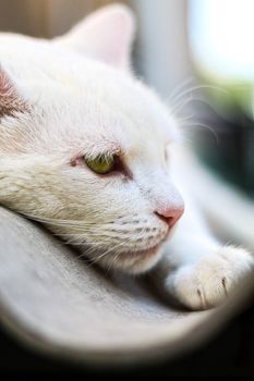 一只安静的白色猫咪舒适地躺着，懒洋洋地展示着细致的胡须和柔软的皮毛