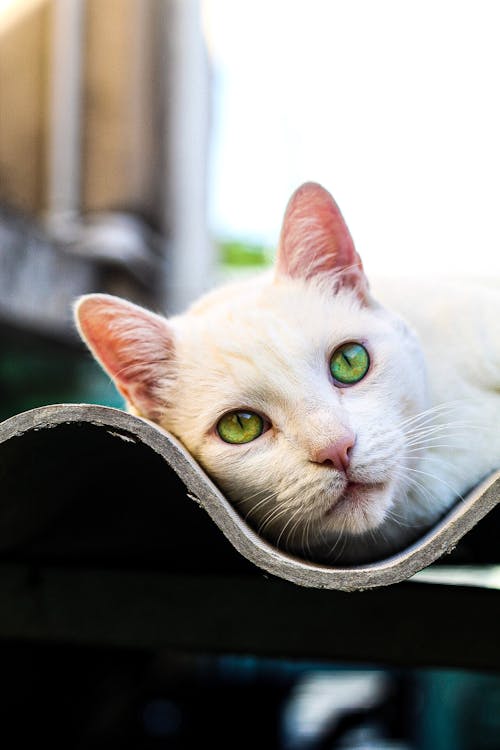 Close-Up Photo Of White Cat
