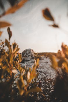 日落时分，岩石露头被温暖的树叶环绕，构成宁静的秋季景观