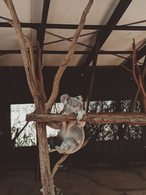 Koala Sur Une Branche Brune