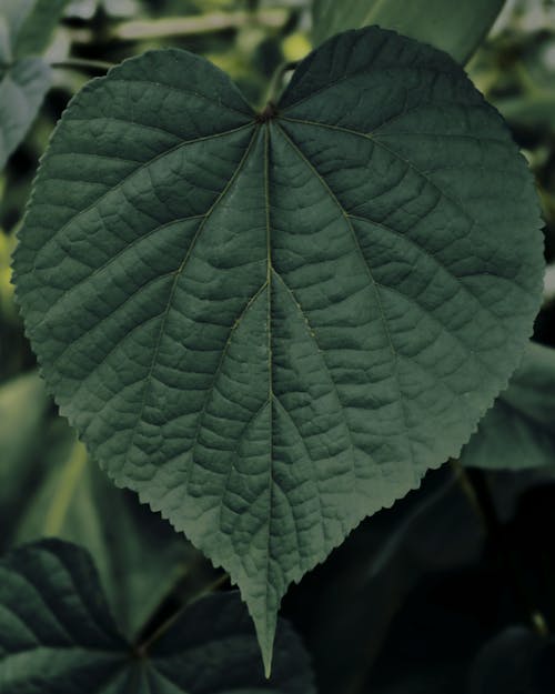 Free stock photo of beauty in nature, curves, green