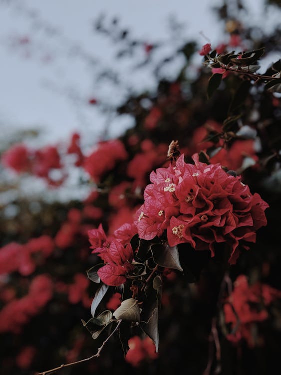 Flores De Buganvilla Roja En Flor · Foto de stock gratuita