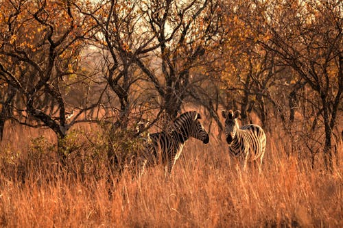 Две зебры рядом с деревьями