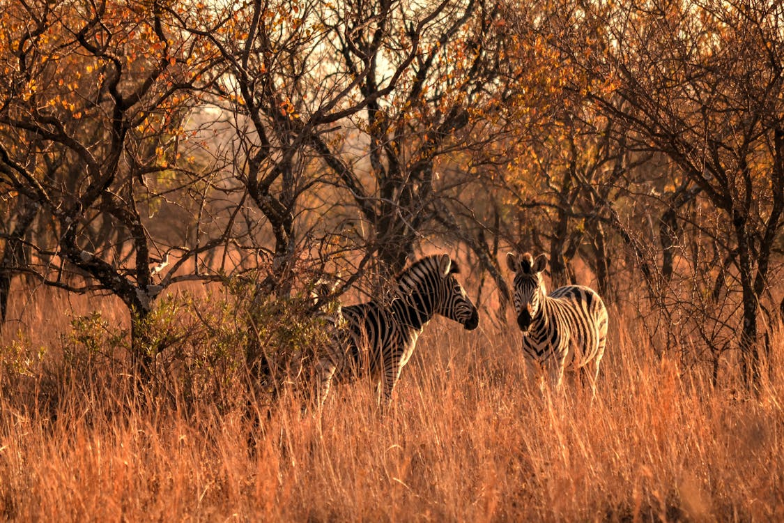 Twee Zebra Naast Bomen