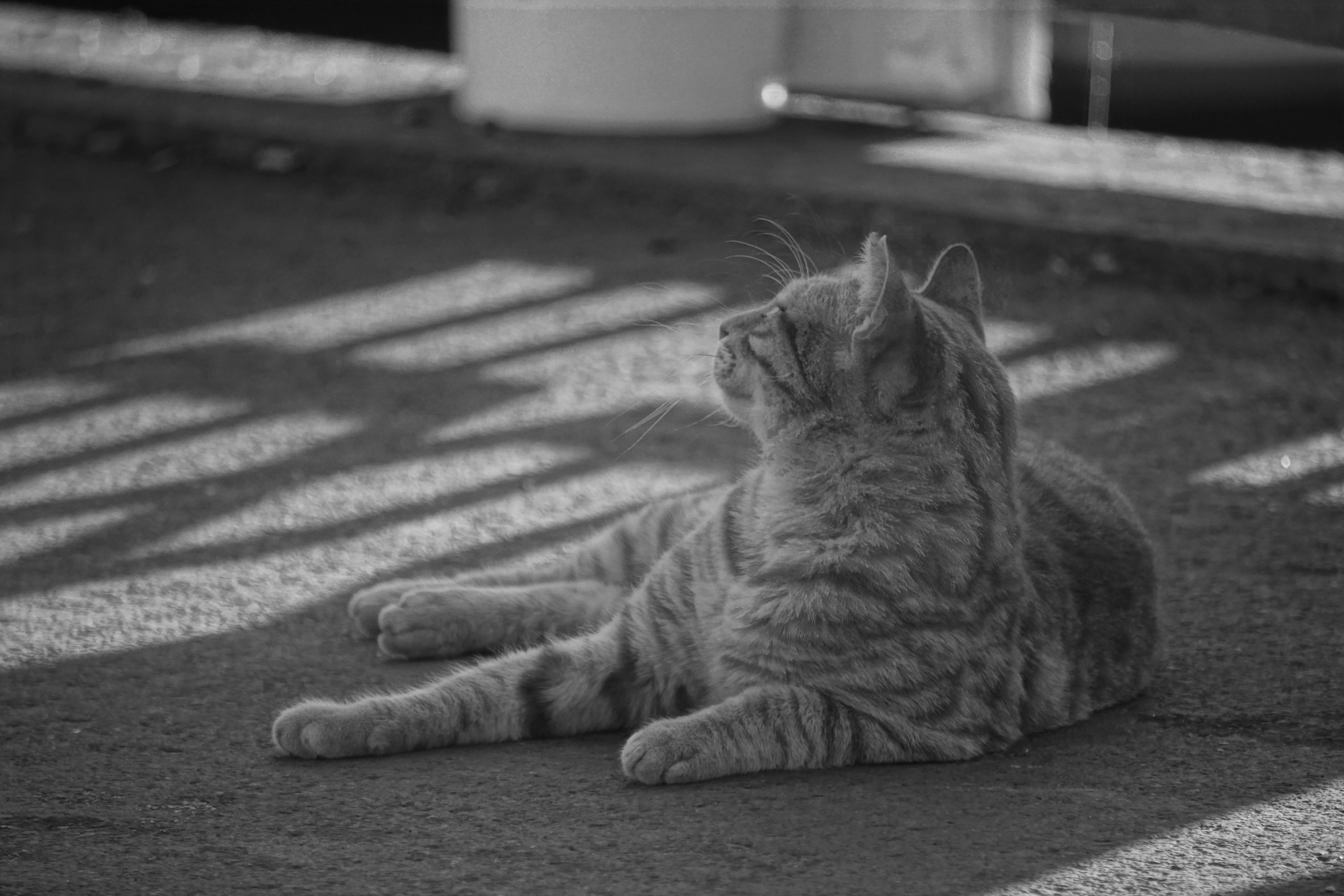 A black and white photo of a cat laying on the ground · Free Stock Photo