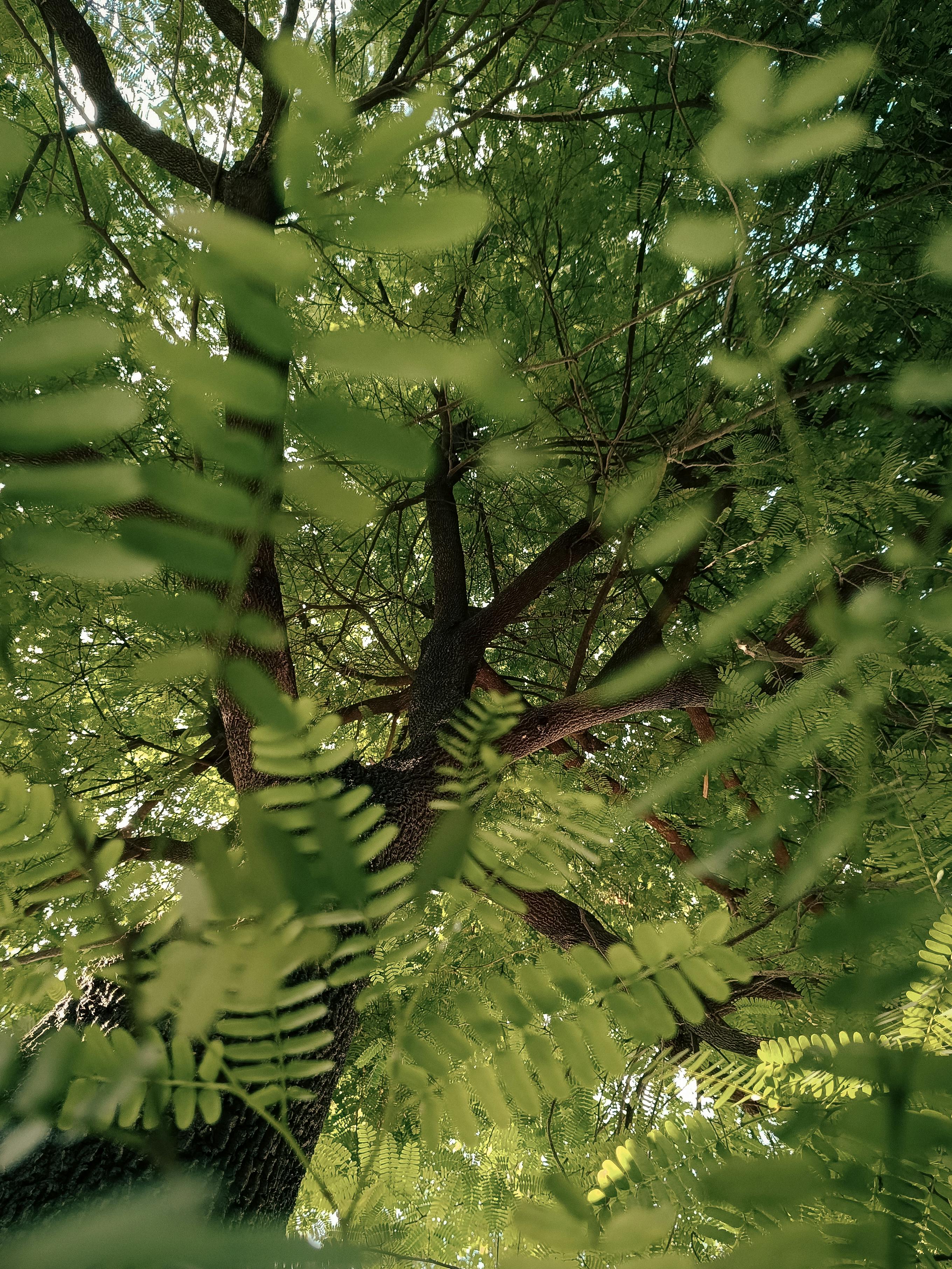 Dramatic upward view of a tamarind tree showcasing lush green leaves and branches in summer.