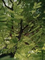 Tamarind (Imli) Photos, Download The BEST Free Tamarind (Imli) Stock