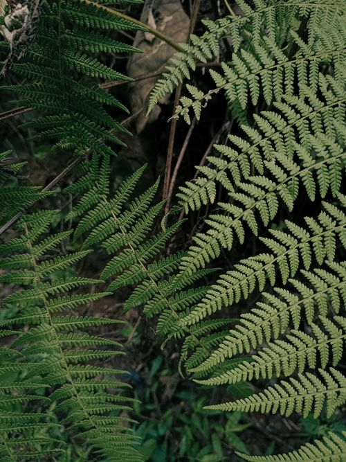 Free Vibrant green ferns with intricate fronds showcasing natural patterns in an outdoor forest scene. Stock Photo