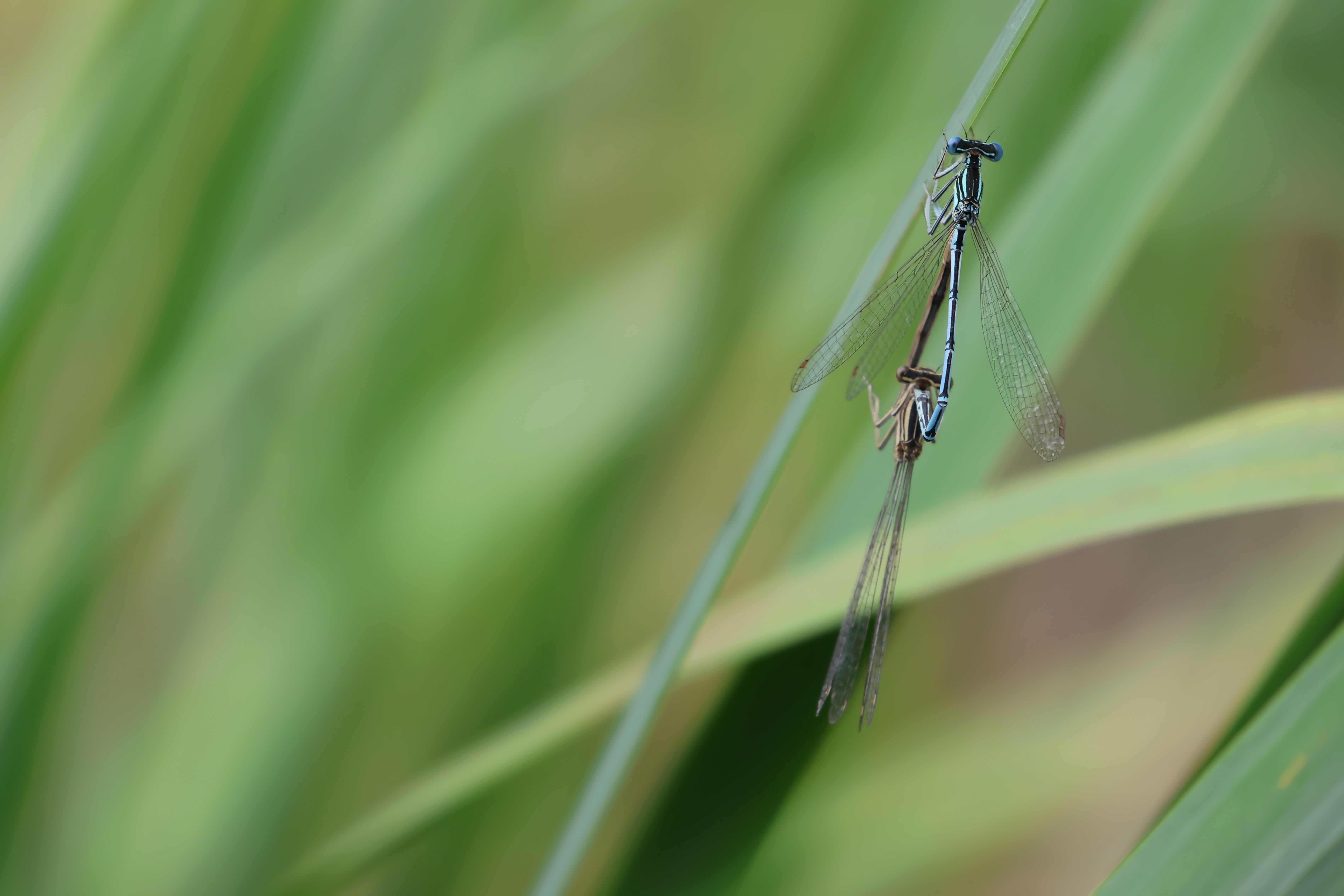 A blue dragonfly is perched on a stalk of grass · Free Stock Photo