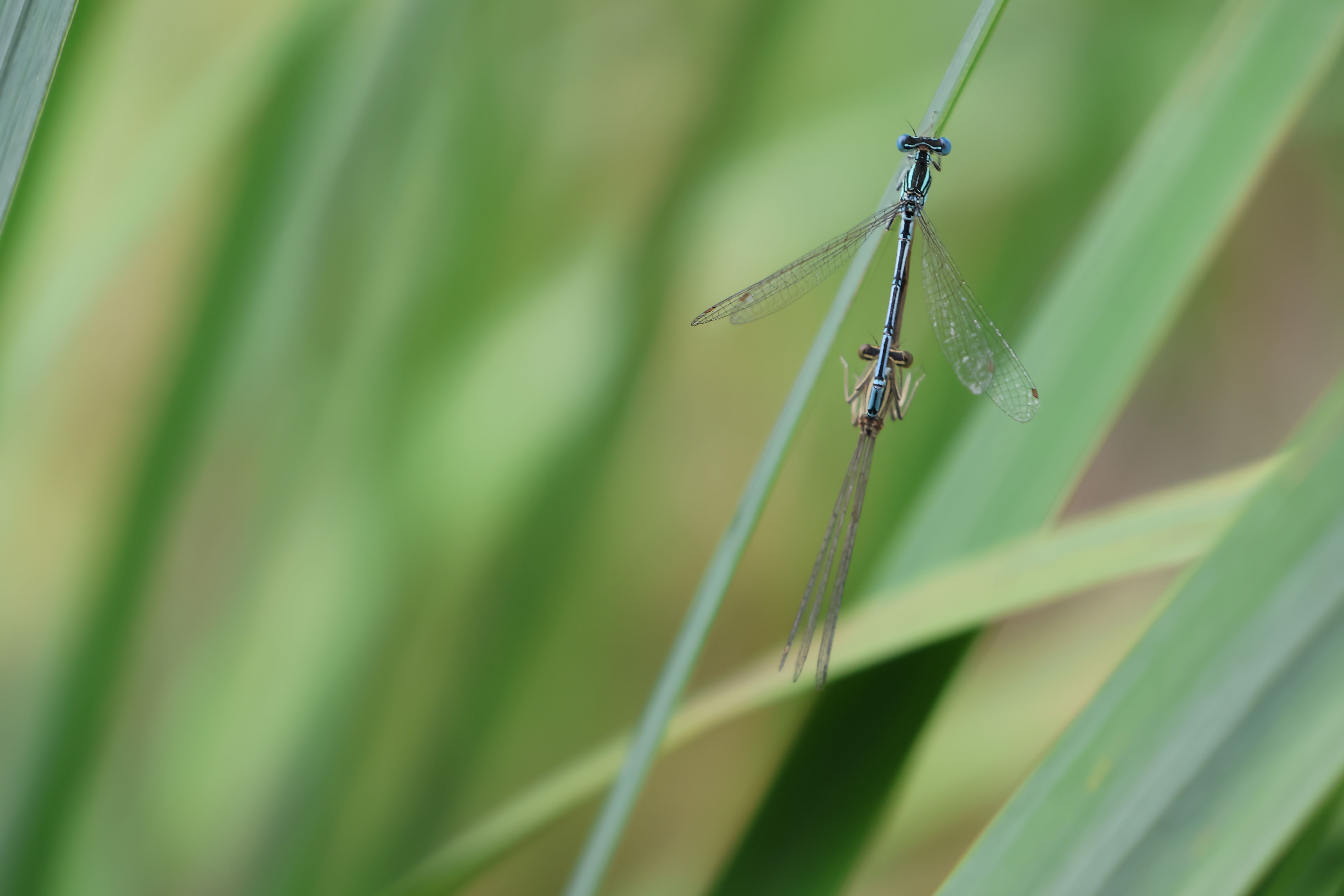 A blue dragonfly sitting on a stalk of grass · Free Stock Photo