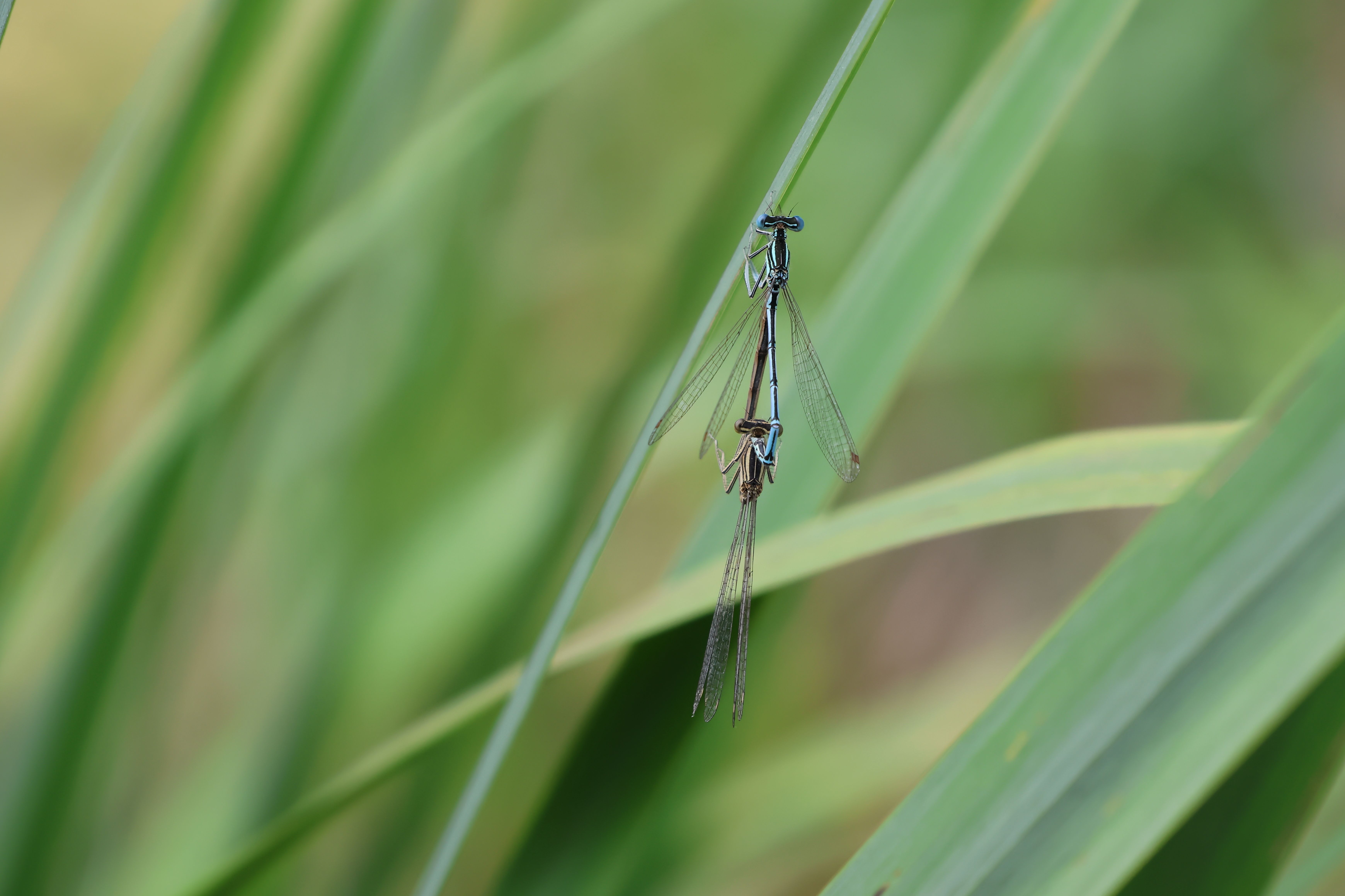 A small black and blue dragonfly sitting on a stalk · Free Stock Photo