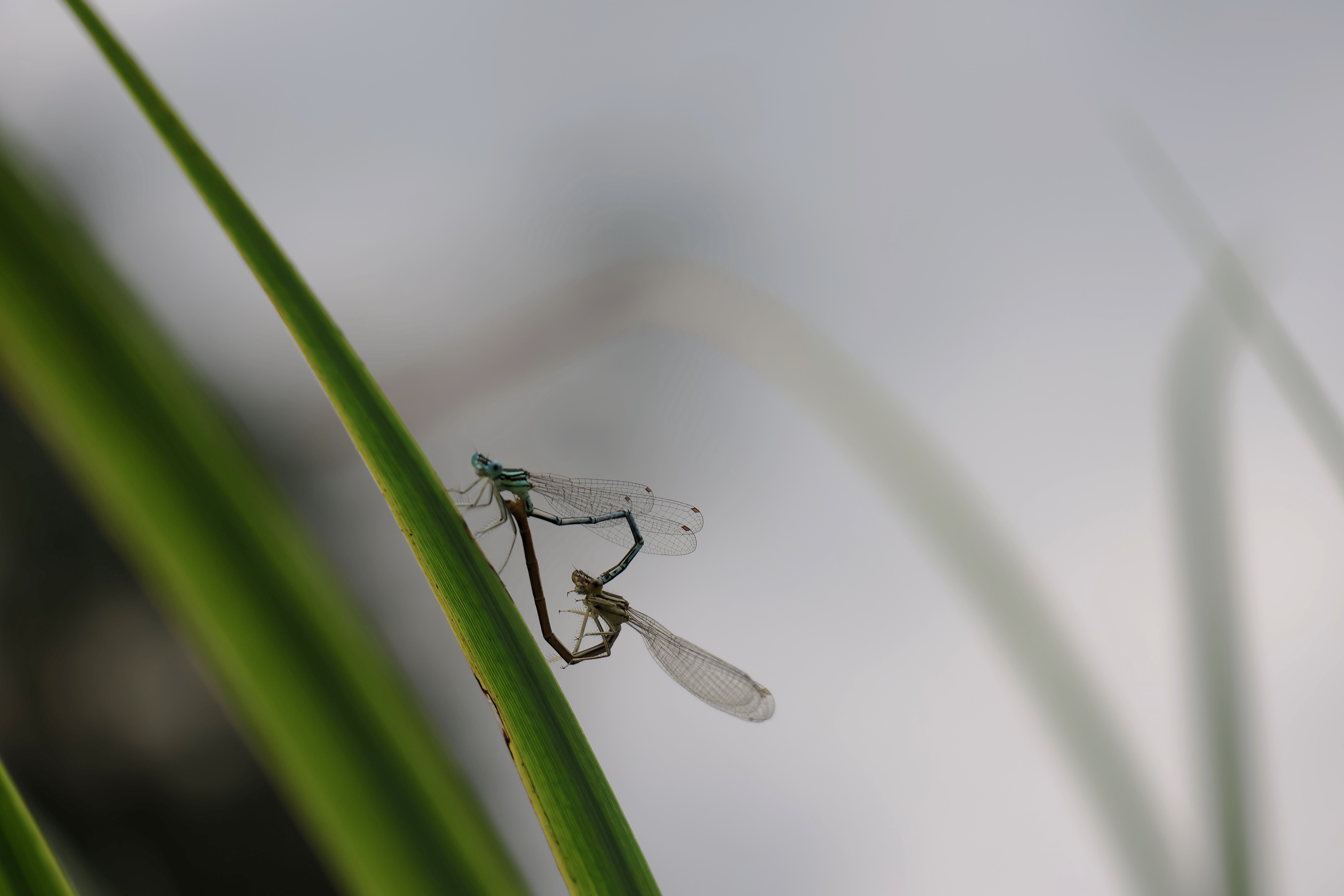 A small green dragonfly sitting on top of a blade of grass · Free Stock ...
