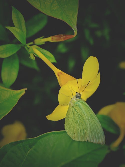 Free stock photo of beautiful, beautiful flower, beauty in nature