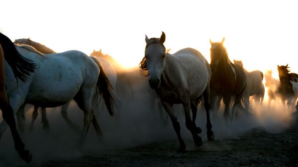 Cavalo