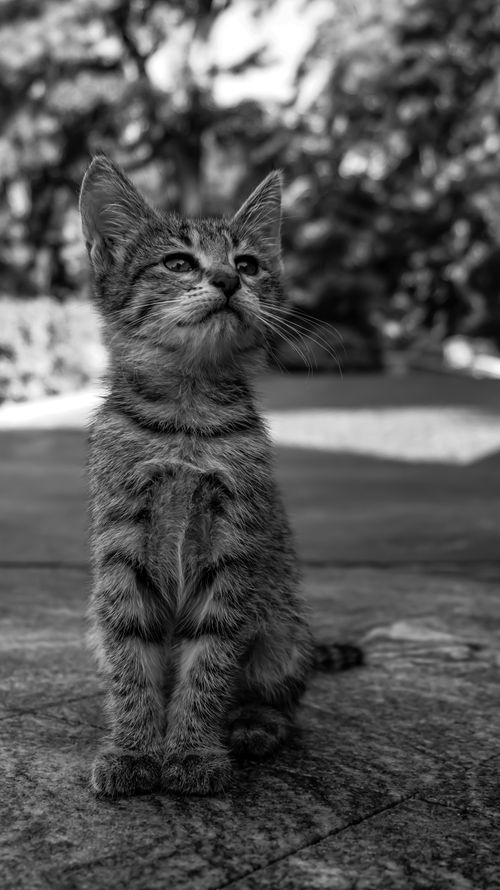 Free Adorable black and white photo of a curious tabby kitten outdoors, looking upward, with soft fur and distinct whiskers. Stock Photo