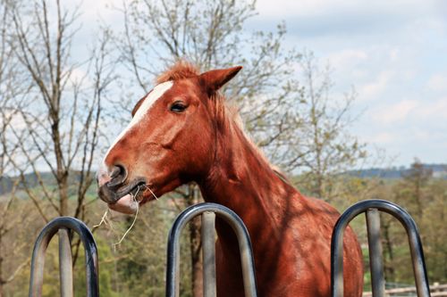 Free A majestic chestnut horse chewing on grass in a rural open pasture setting. Stock Photo