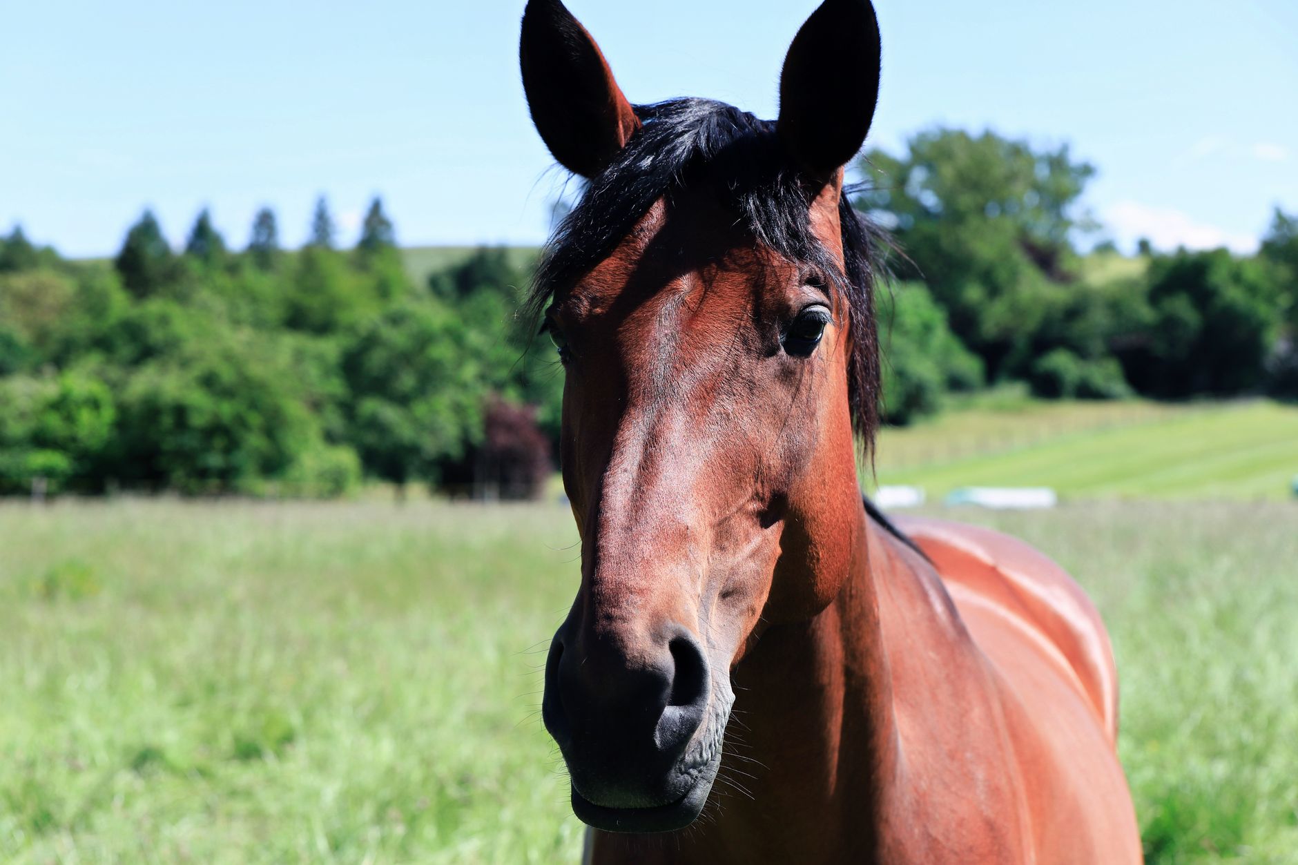 Veterinary care for a horse