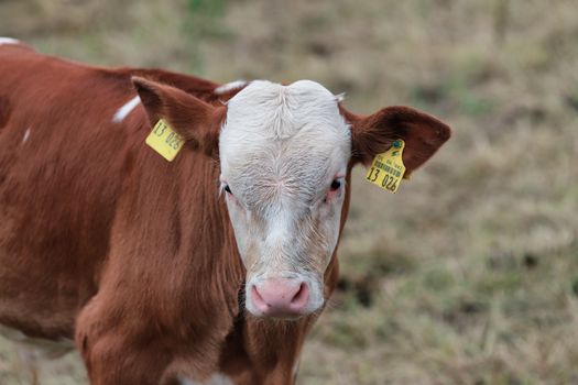 A young calf with ear tags stands in a grassy pasture, showcasing rural farm life.