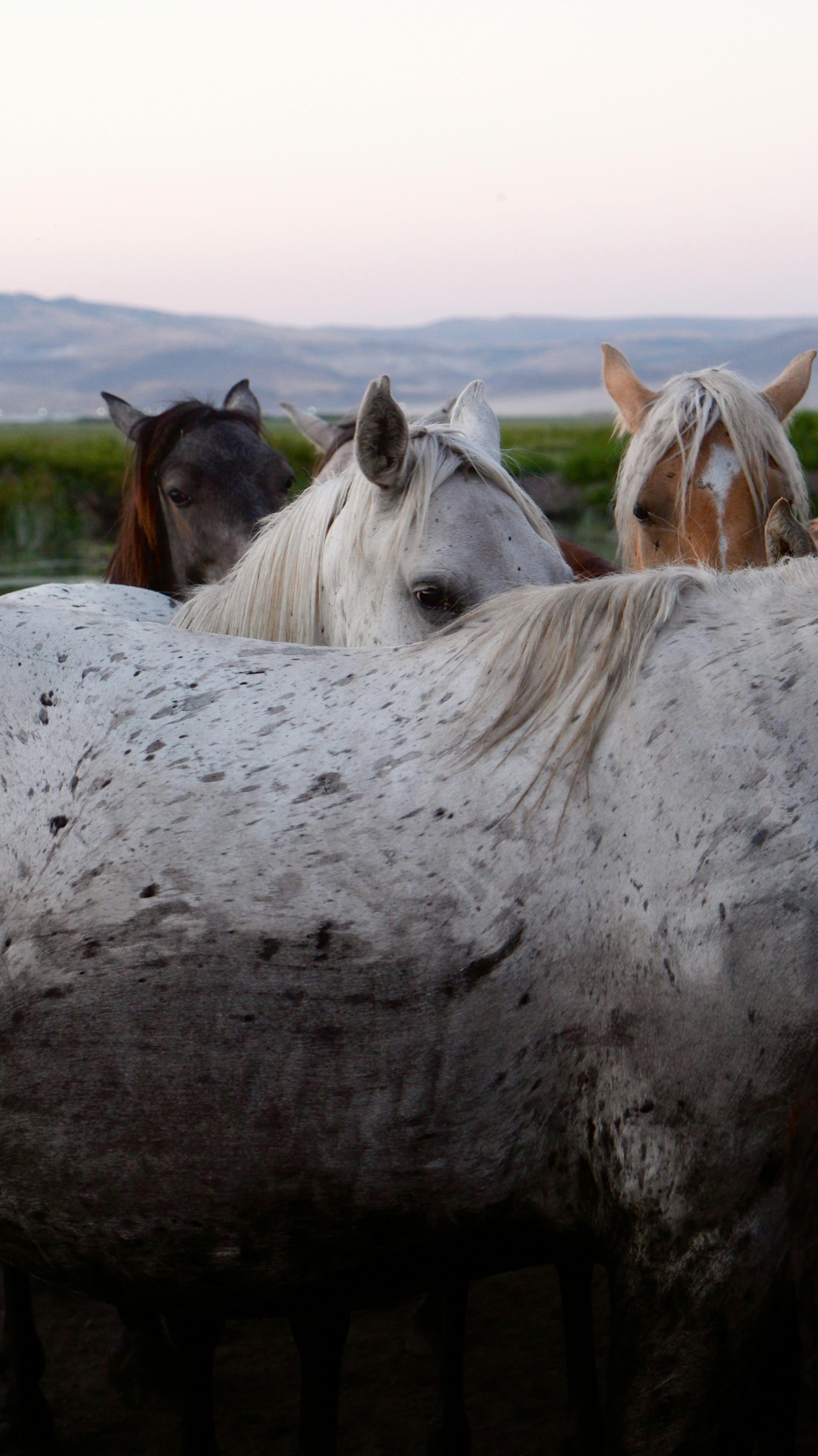 nare dinge in de werelt en hoe paarde ales beter make