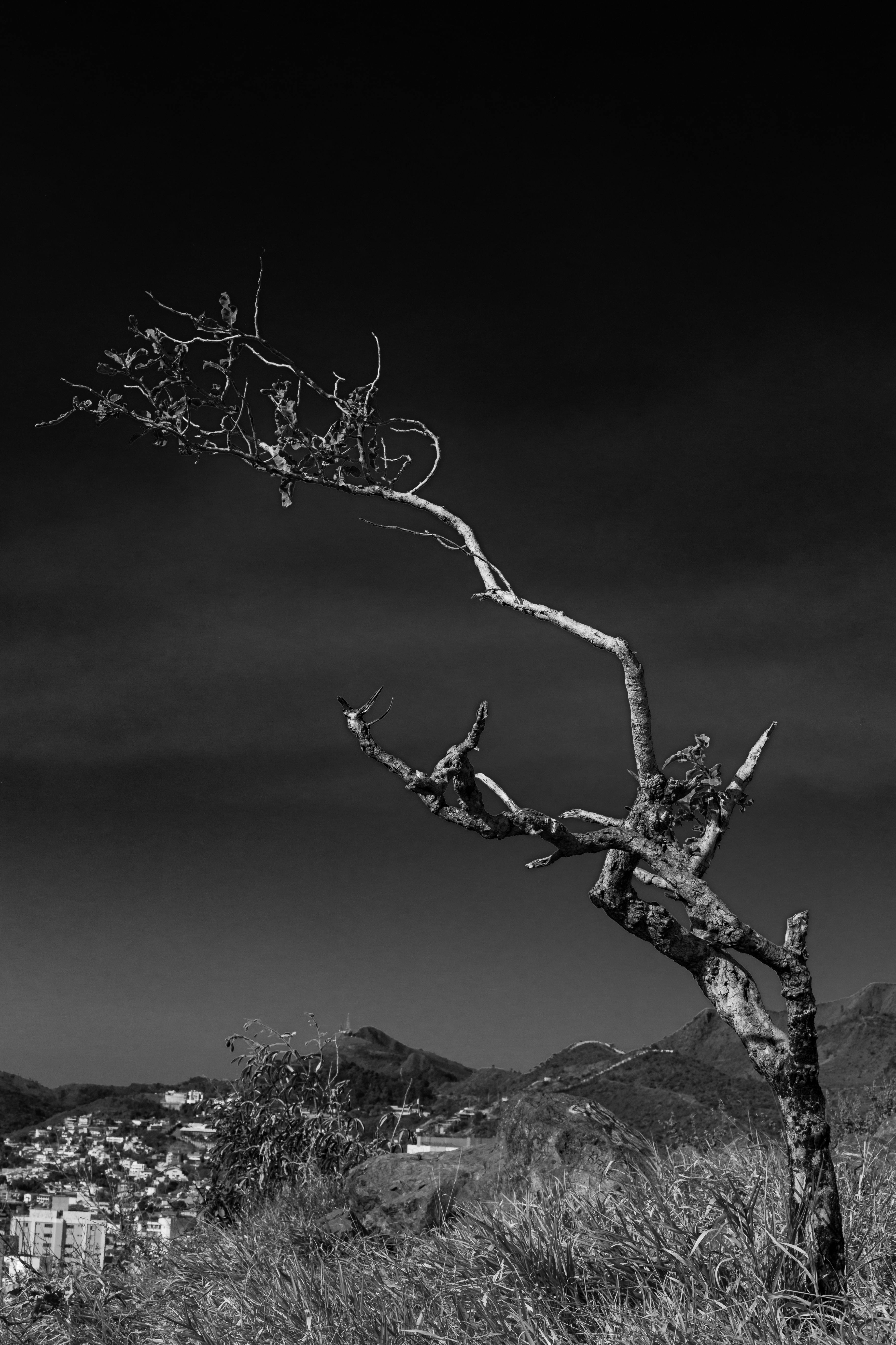 A striking silhouette of a twisted tree against a dark sky in Belo Horizonte, Brazil.