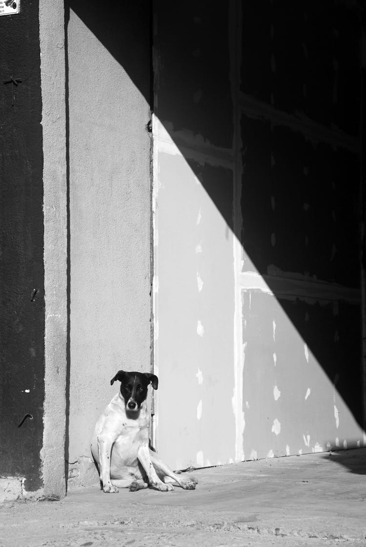 Dog Sitting On Pavement While Leaning On Wall