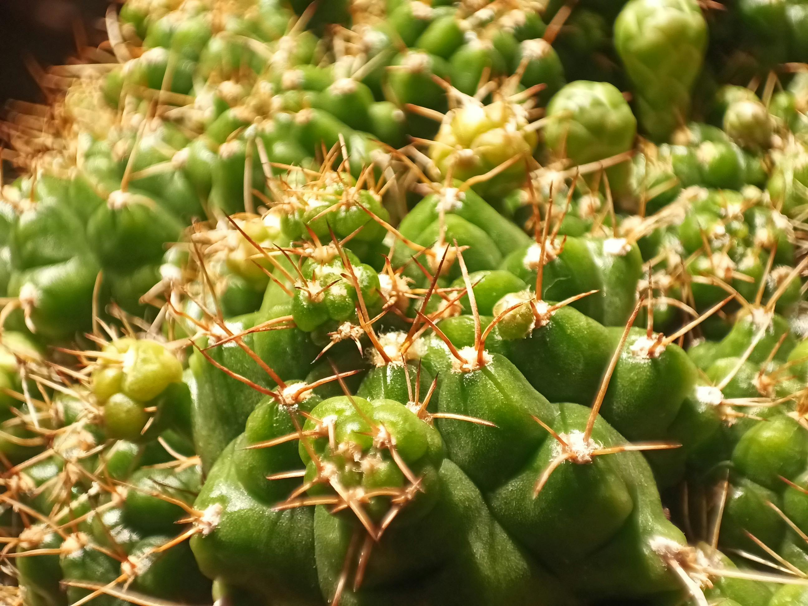 무료 가뭄에 강한, 가시, 가시가 있는의 무료 스톡 사진