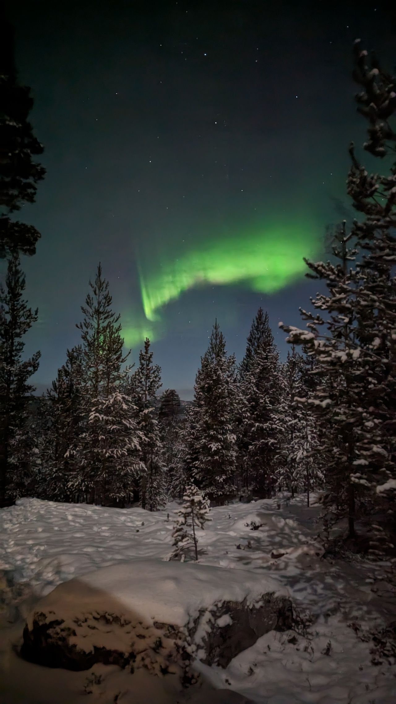 aurores boréales au-dessus d'une forêt enneigée voyage en décembre