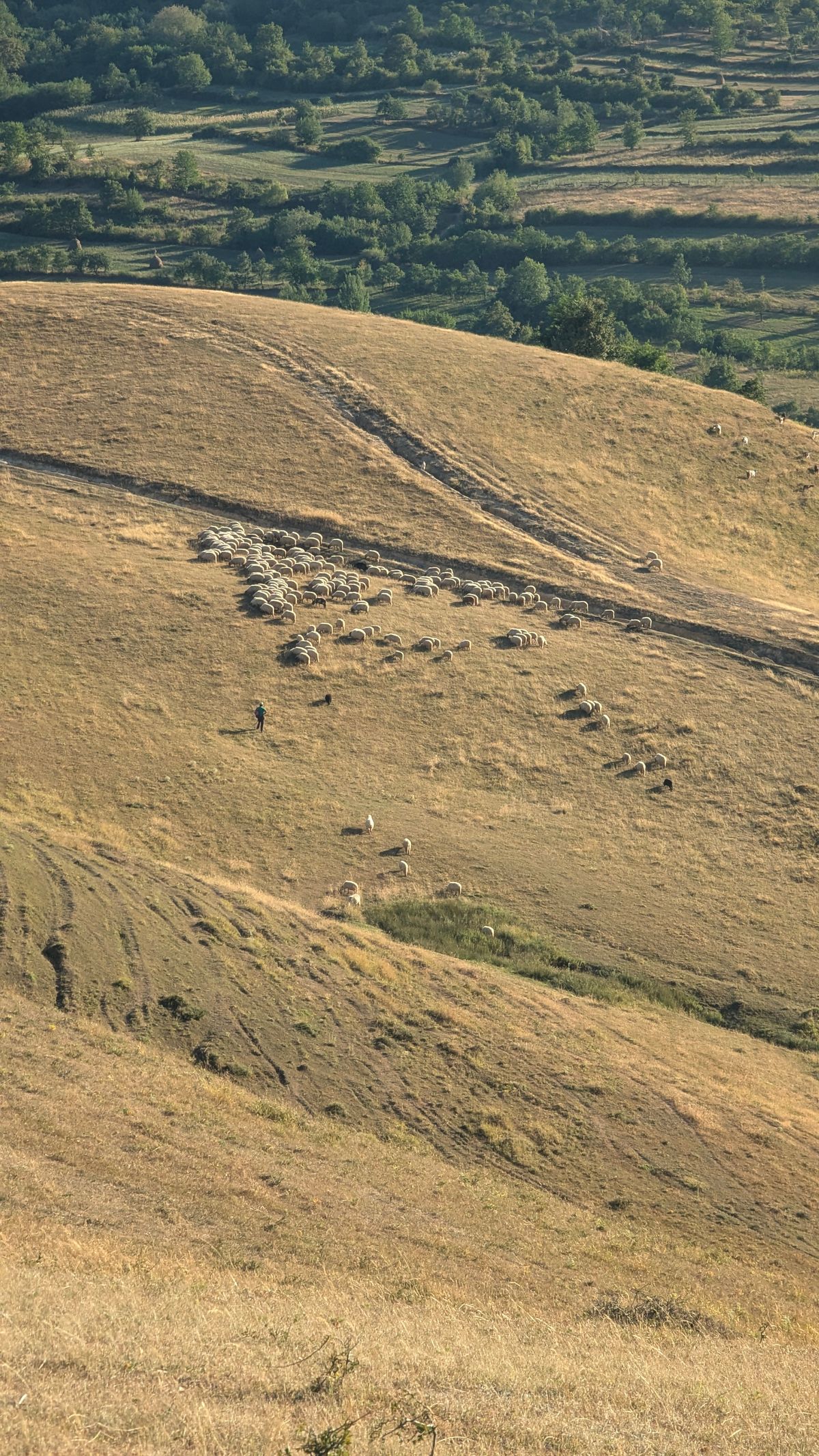 Aerial View of a Flock of Sheep on a Pasture · Free Stock Photo