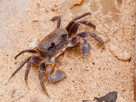 Detailed image of a fiddler crab on sandy terrain, showcasing its features.