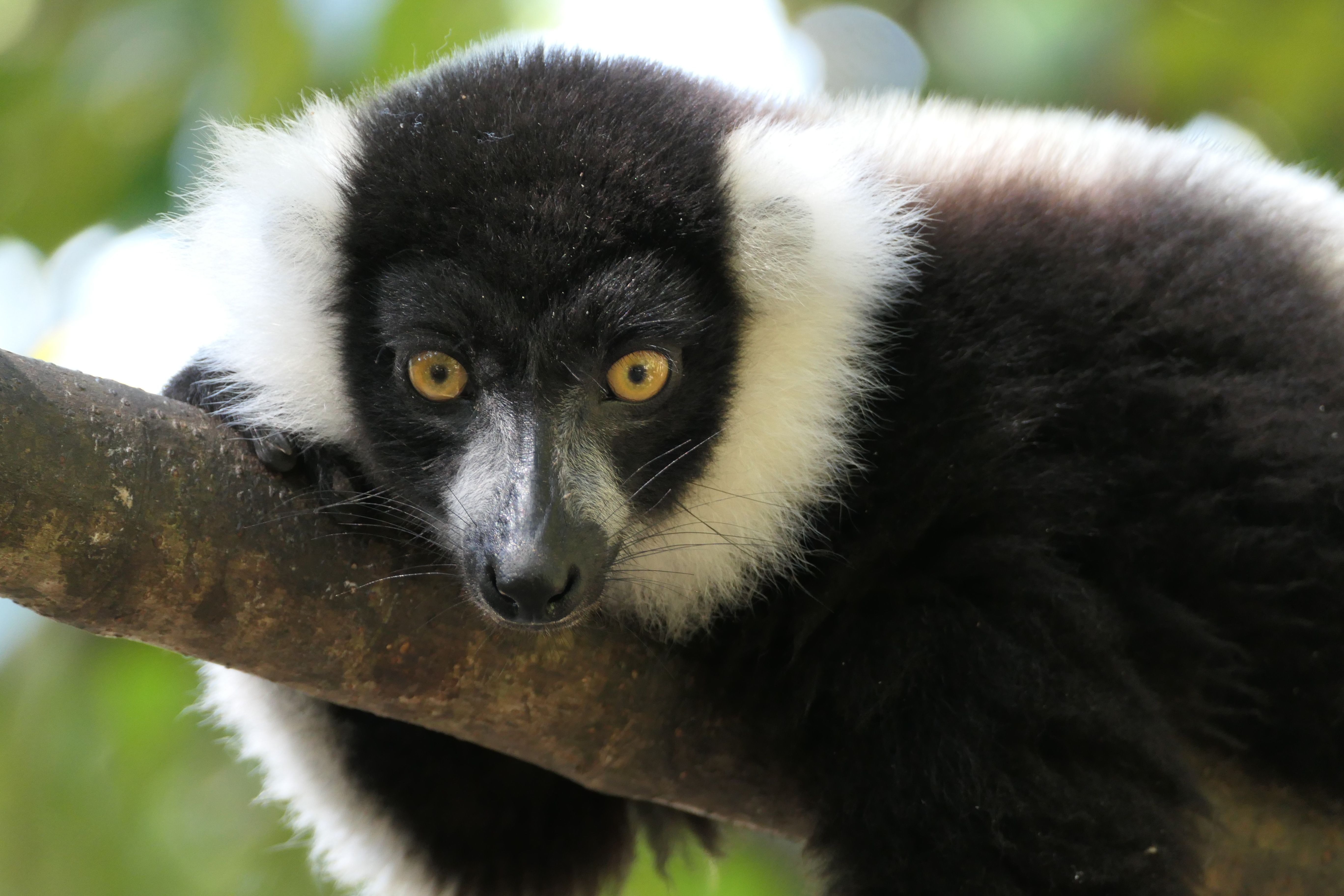 A black and white ruffed lemur lying on a tree branch in a natural environment.
