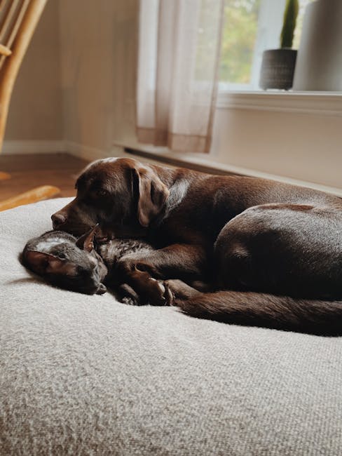 Die 5 besten Hundebetten