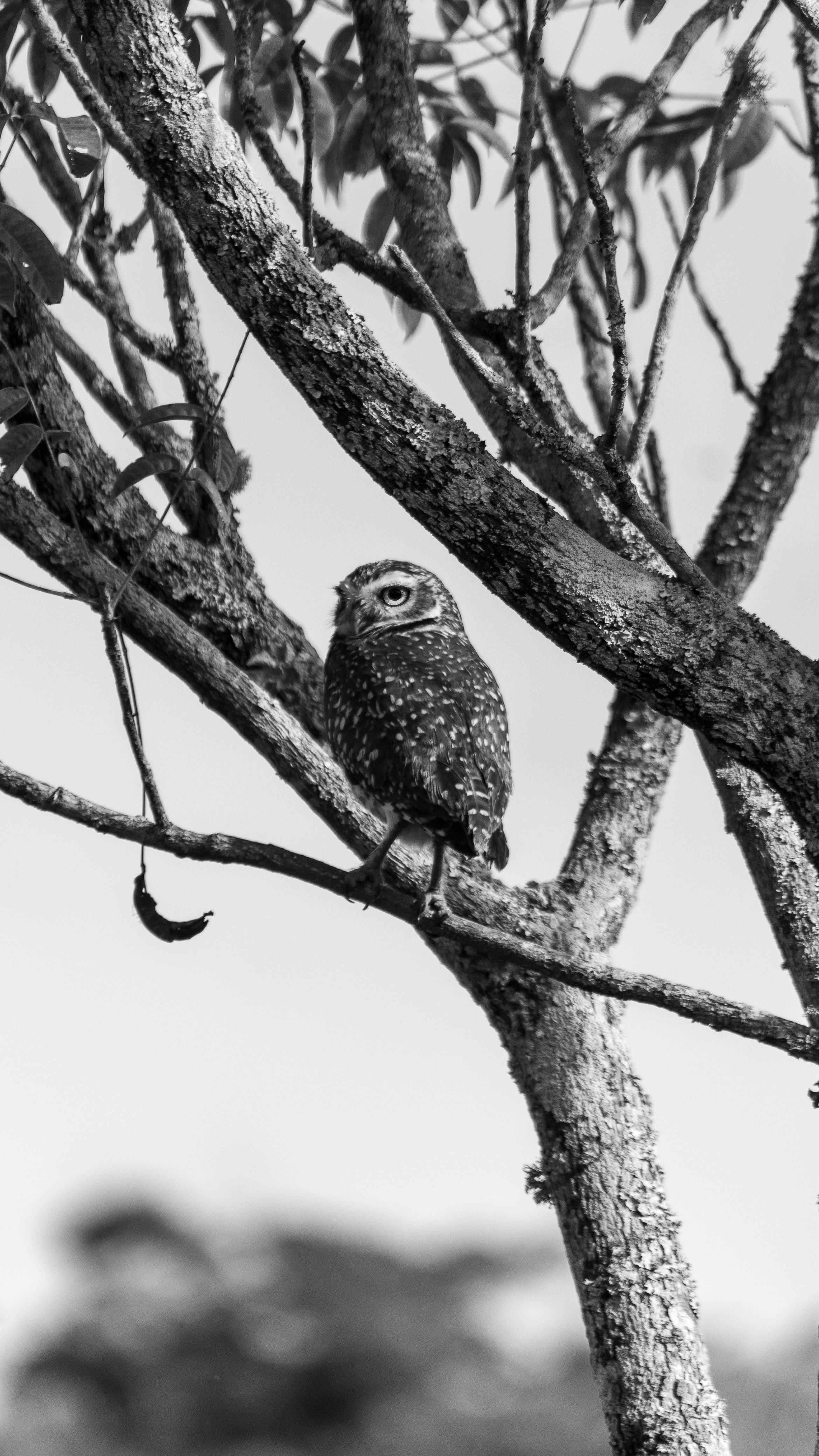 Fotomural Un búho solitario posado en una rama de árbol en un bosque nevado, fotografía en blanco y negro.