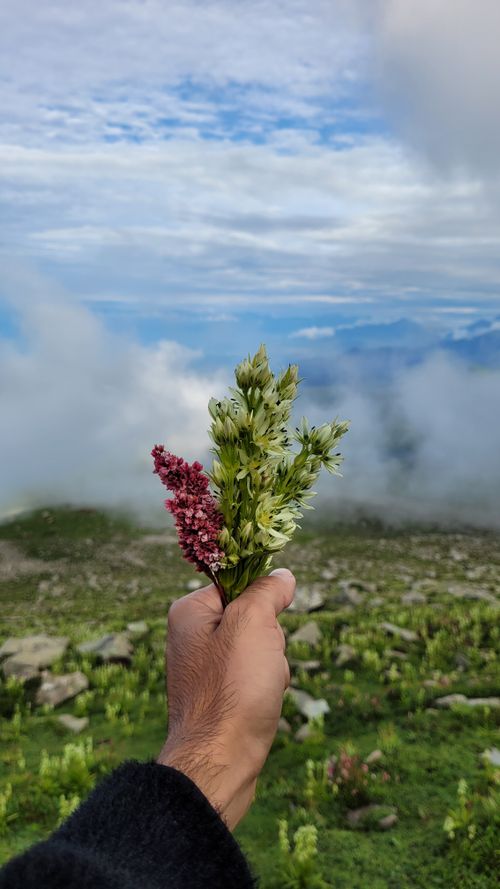 Free A hand holding wildflowers against a scenic mountain backdrop, capturing nature's beauty. Stock Photo