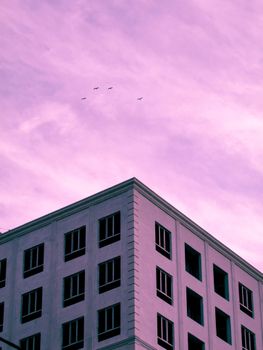 A modern urban building with a pink sky backdrop and birds flying overhead.