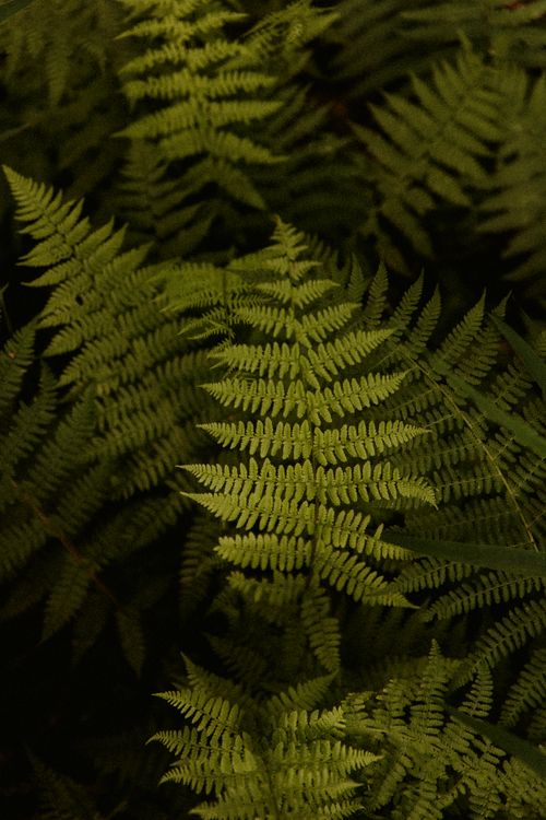 Free A vivid display of lush green ferns showcasing natural intricate leaf patterns in a forest setting. Stock Photo
