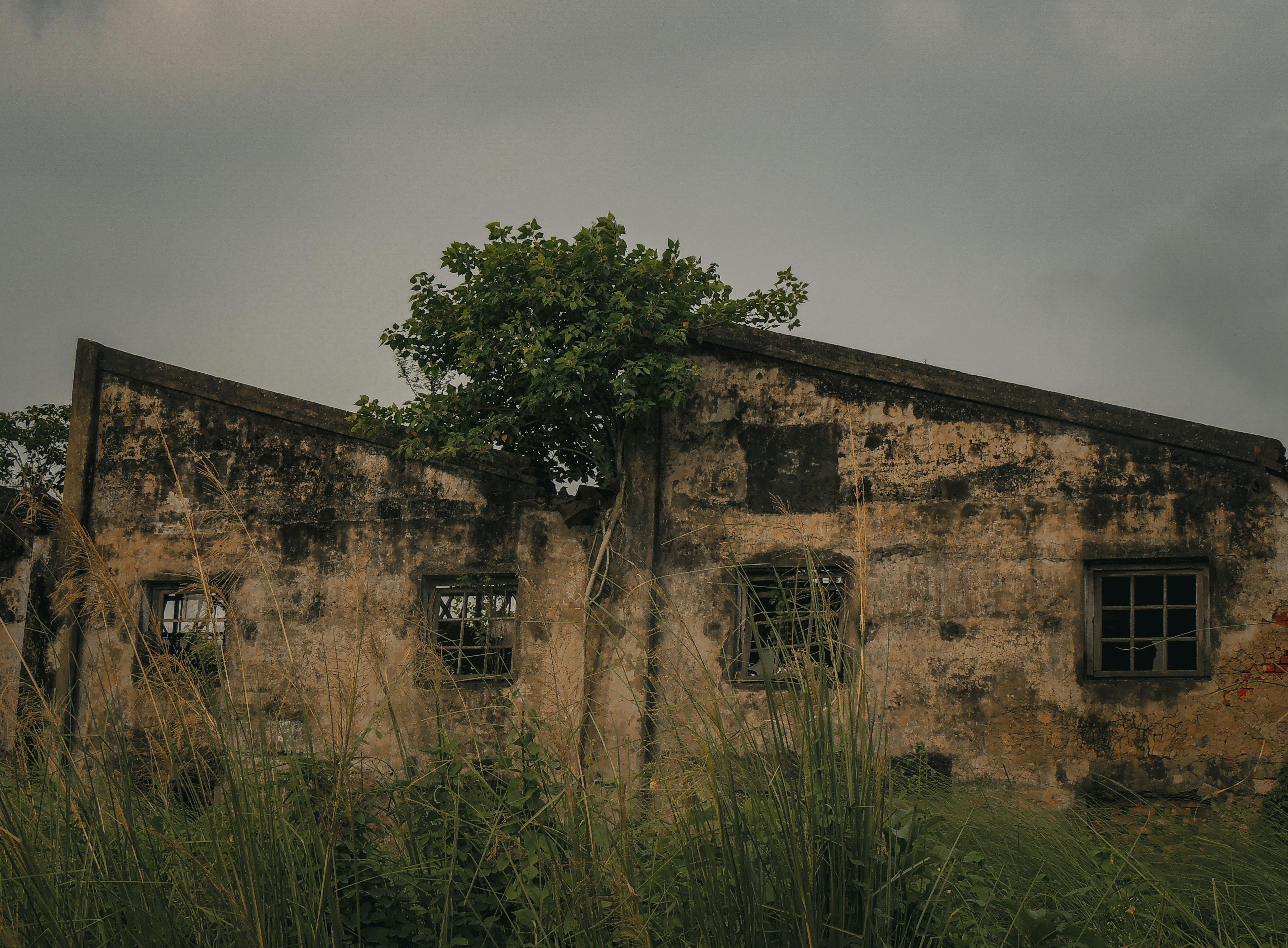 Rustic ruins of a derelict building in Kolkata with overgrown vegetation.